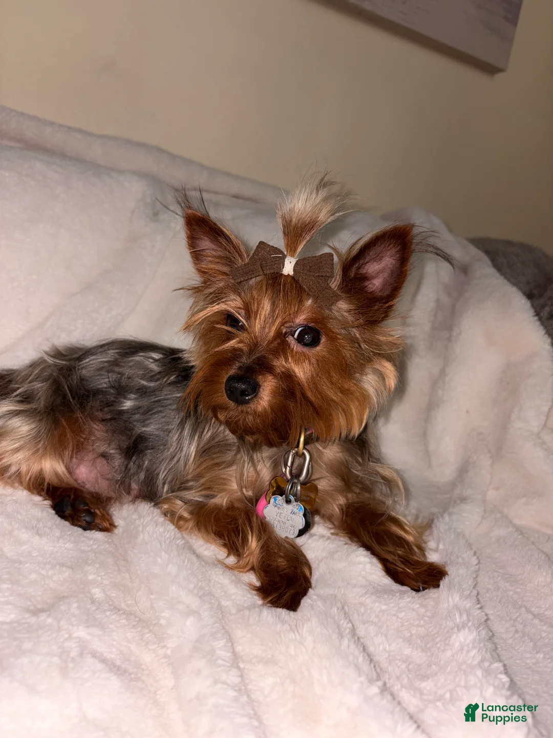 Yorkshire Terrier dogs for sale: Yorkshire Terrier 1 - Ad 1