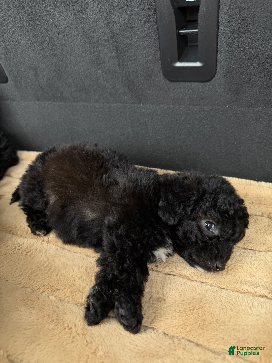 Toy Poodle dogs for sale: Toy Poodle 3 - Ad 2