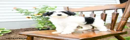 Yorkiepoo dogs for sale: Rose  - Ad 4