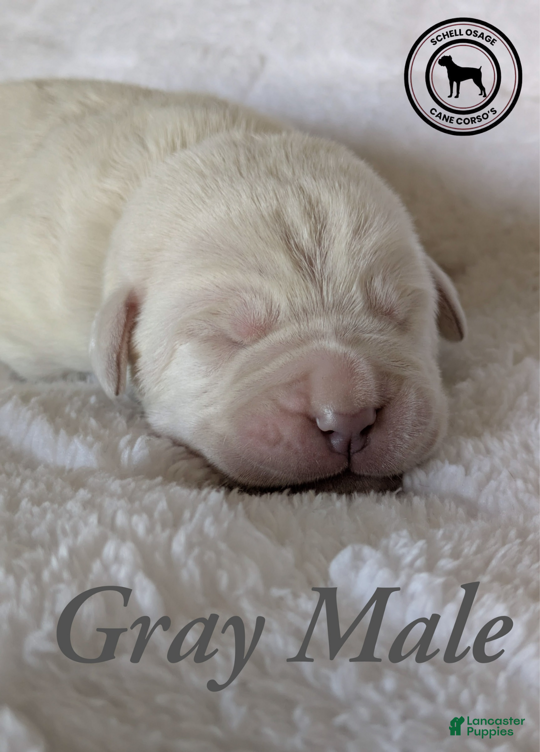 Cane Corso dogs for sale: Gray  - Ad 4