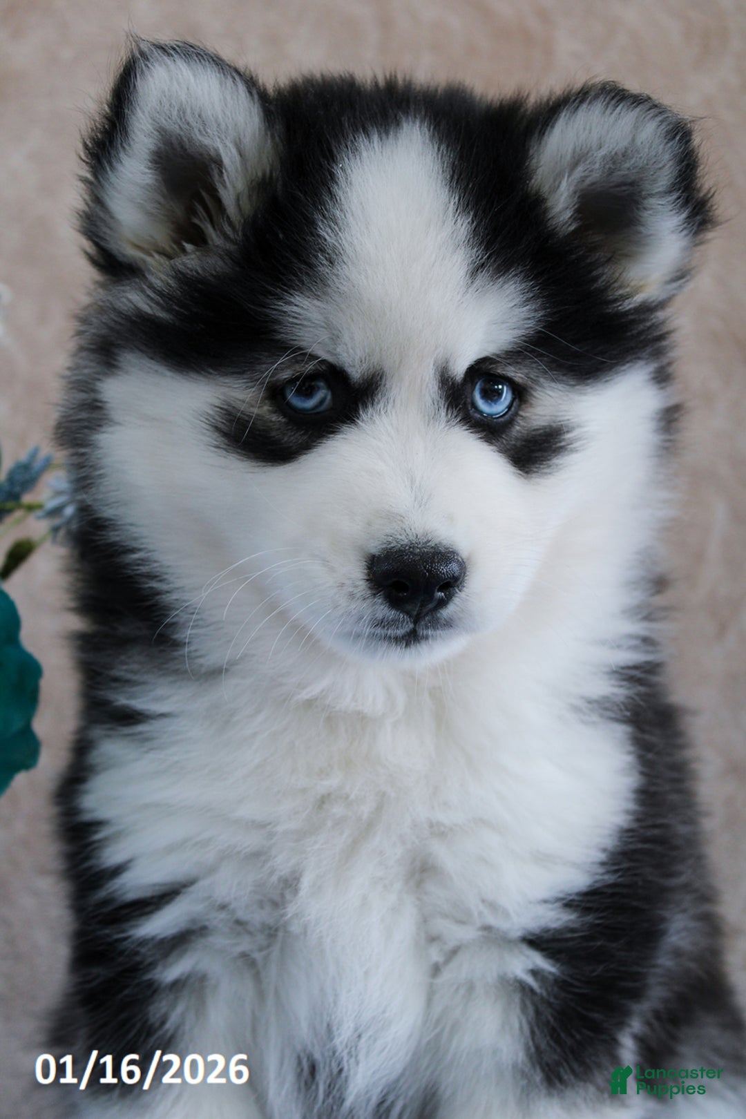 Pomsky dogs for sale: Eli  - Ad 3