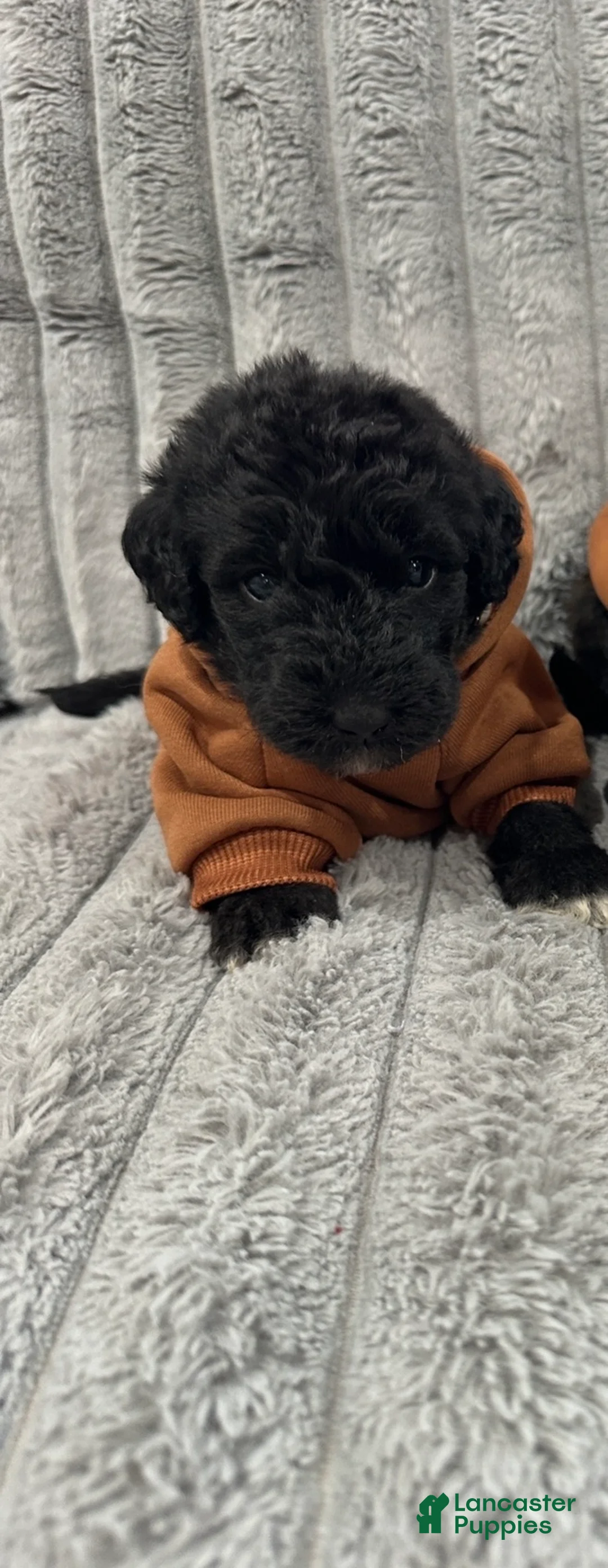 Mixed Breed dogs for sale: Airedoodle male  - Ad 2