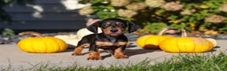 Dachshund dogs for sale: Precious - Ad 4