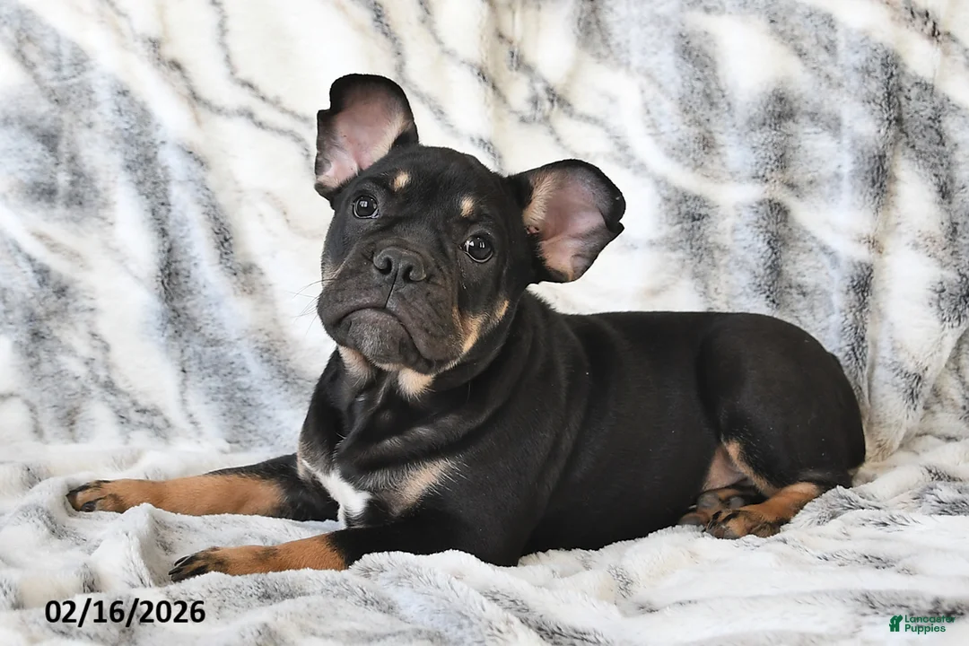 Mixed Breed dogs for sale: Naaman - Ad 3