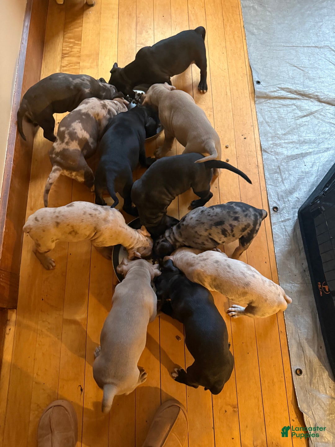 American Bully dogs for sale: King - Ad 19