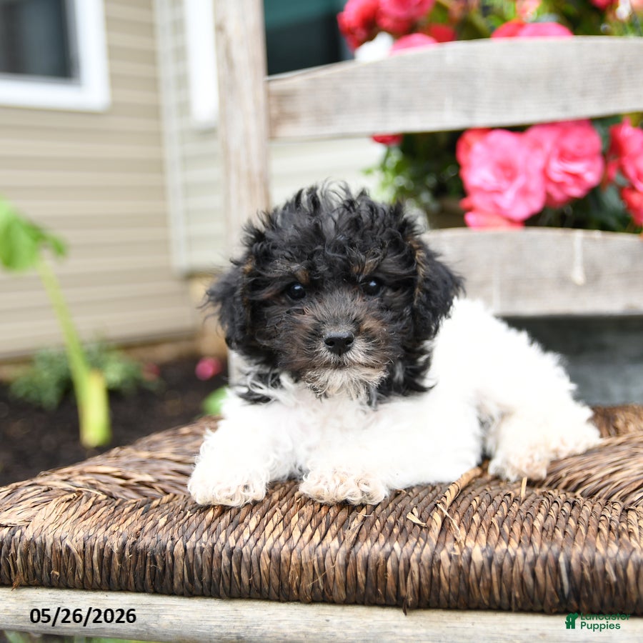 Yorkiepoo dogs Crystal  - Ad 1