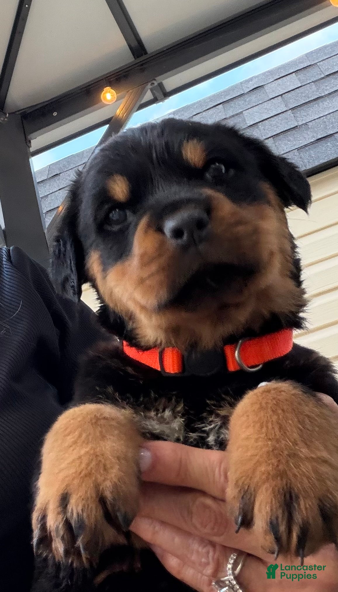 Rottweiler dogs Puppy 2 - Ad 2