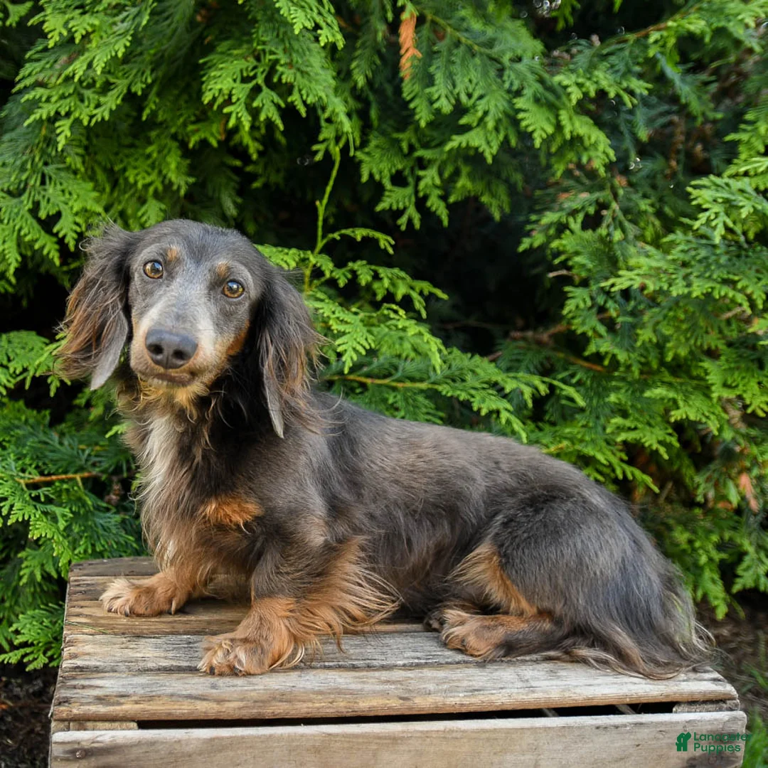 Mixed Breed dogs for sale: Franklin - Ad 7