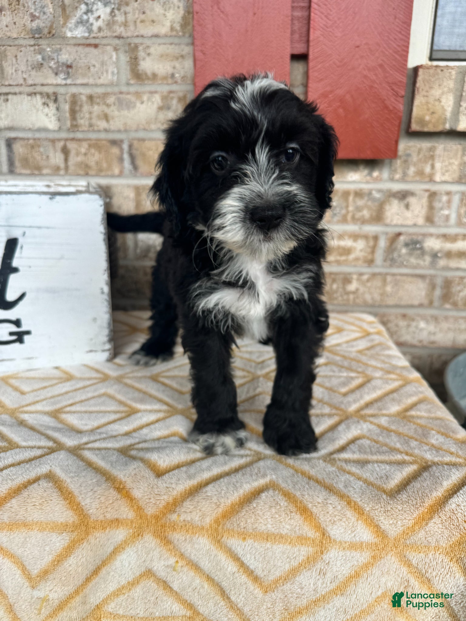 Mixed Breed dogs Nova - Ad 3