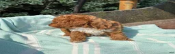 Toy Poodle dogs for sale: Peanut - Ad 10