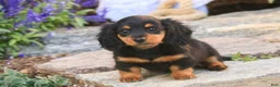 Miniature Dachshund dogs for sale: Sally Miniature Dachshund  - Ad 6