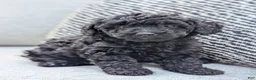 Miniature Poodle dogs for sale: Jack - Ad 2