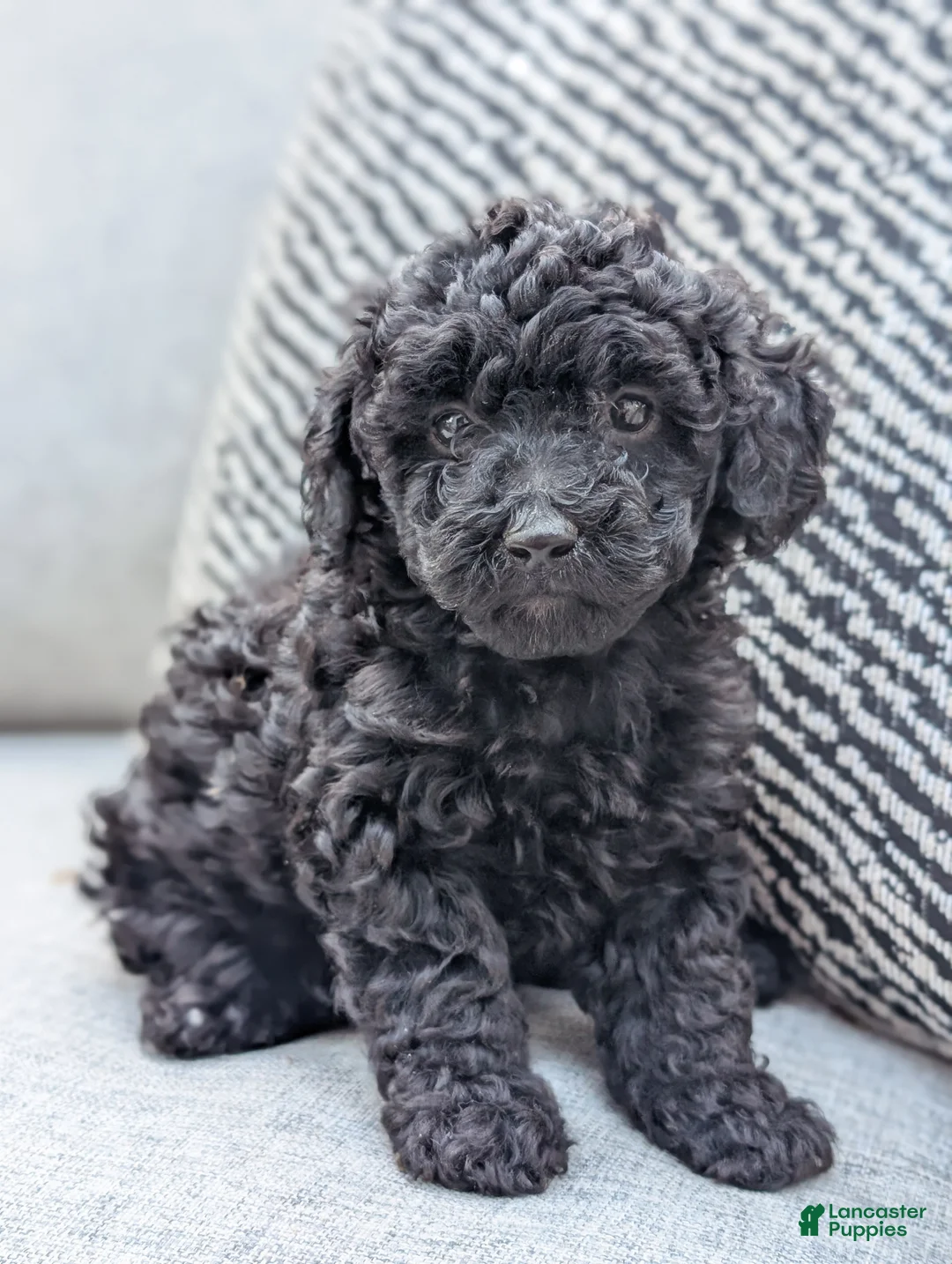 Miniature Poodle dogs for sale: Jack - Ad 2