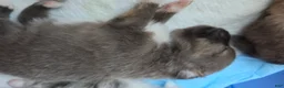 Pomchi dogs for sale: 2 grey 3/4 pom 1/4 chi - Ad 4
