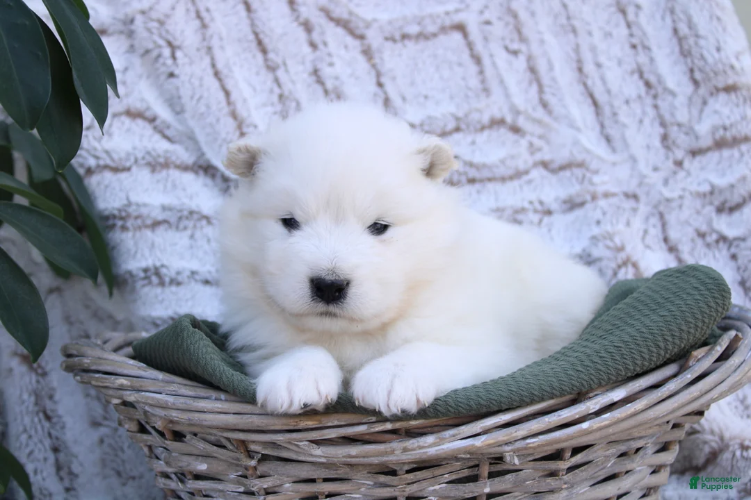 Samoyed dogs for sale: Samoyed Puppy 1 - Ad 1