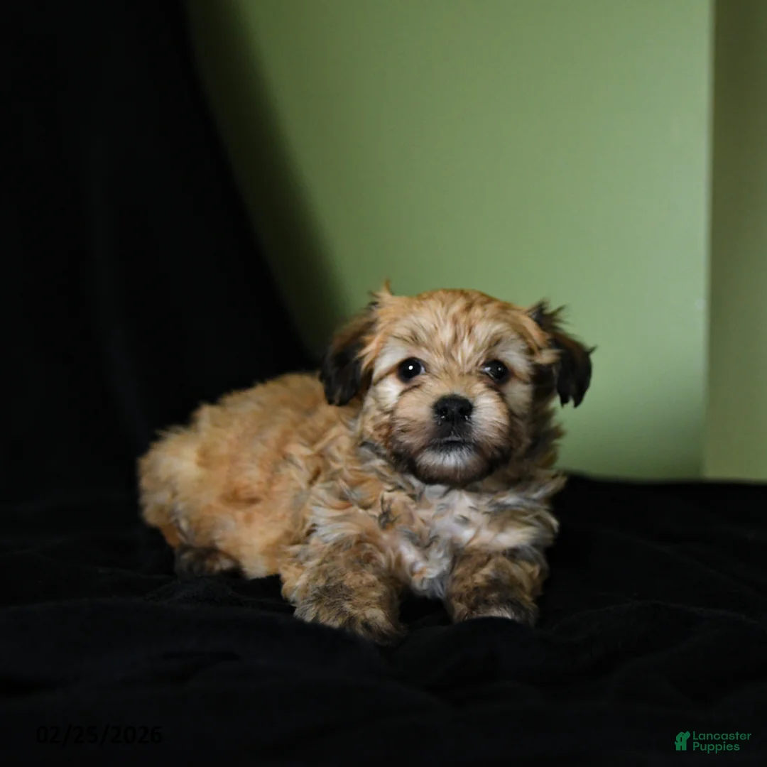 Havanese dogs for sale: Zane - Ad 2
