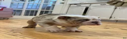 English Bulldog dogs for sale: Daisy - Ad 10