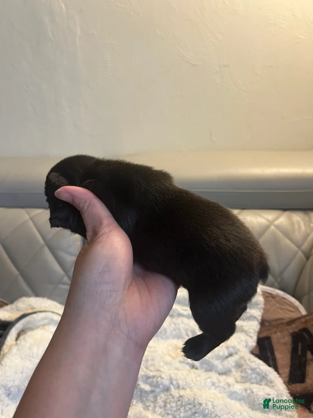 French Bulldog dogs for sale: French Bulldog 2 - Ad 11