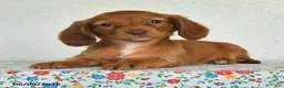 Miniature Dachshund dogs for sale: Keshia - Ad 3