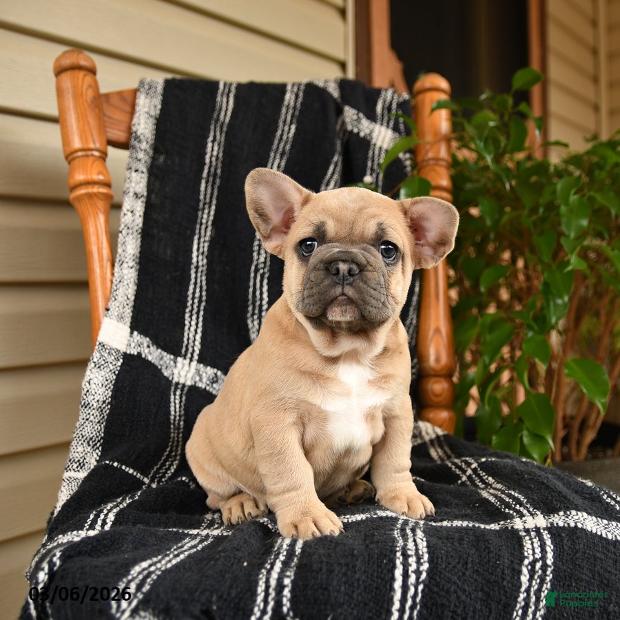 French Bulldog dogs Elvis - Ad 1