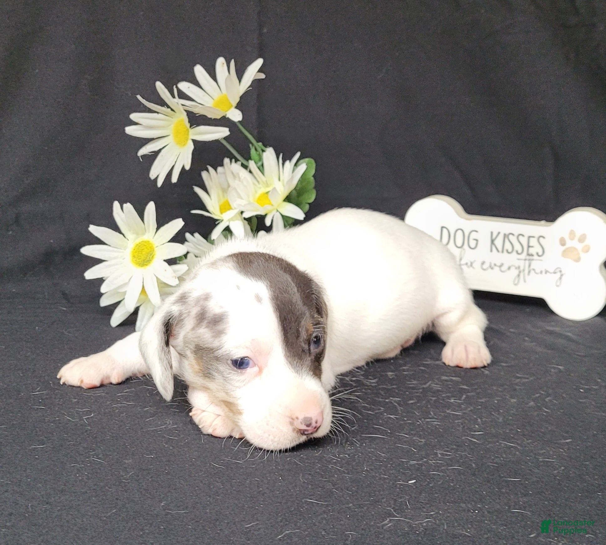 Miniature Dachshund dogs Cooper AKC Reg Dapple Pie - Ad 2