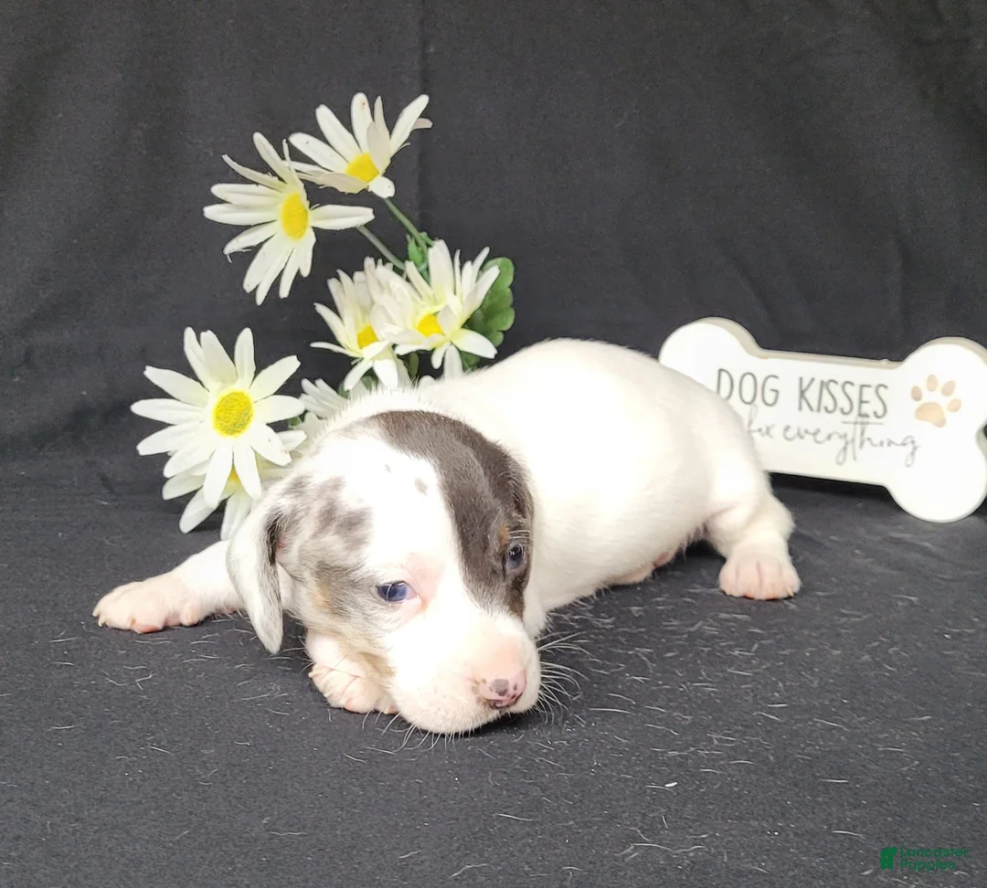 Miniature Dachshund dogs for sale: Cooper AKC Reg Dapple Pie - Ad 2