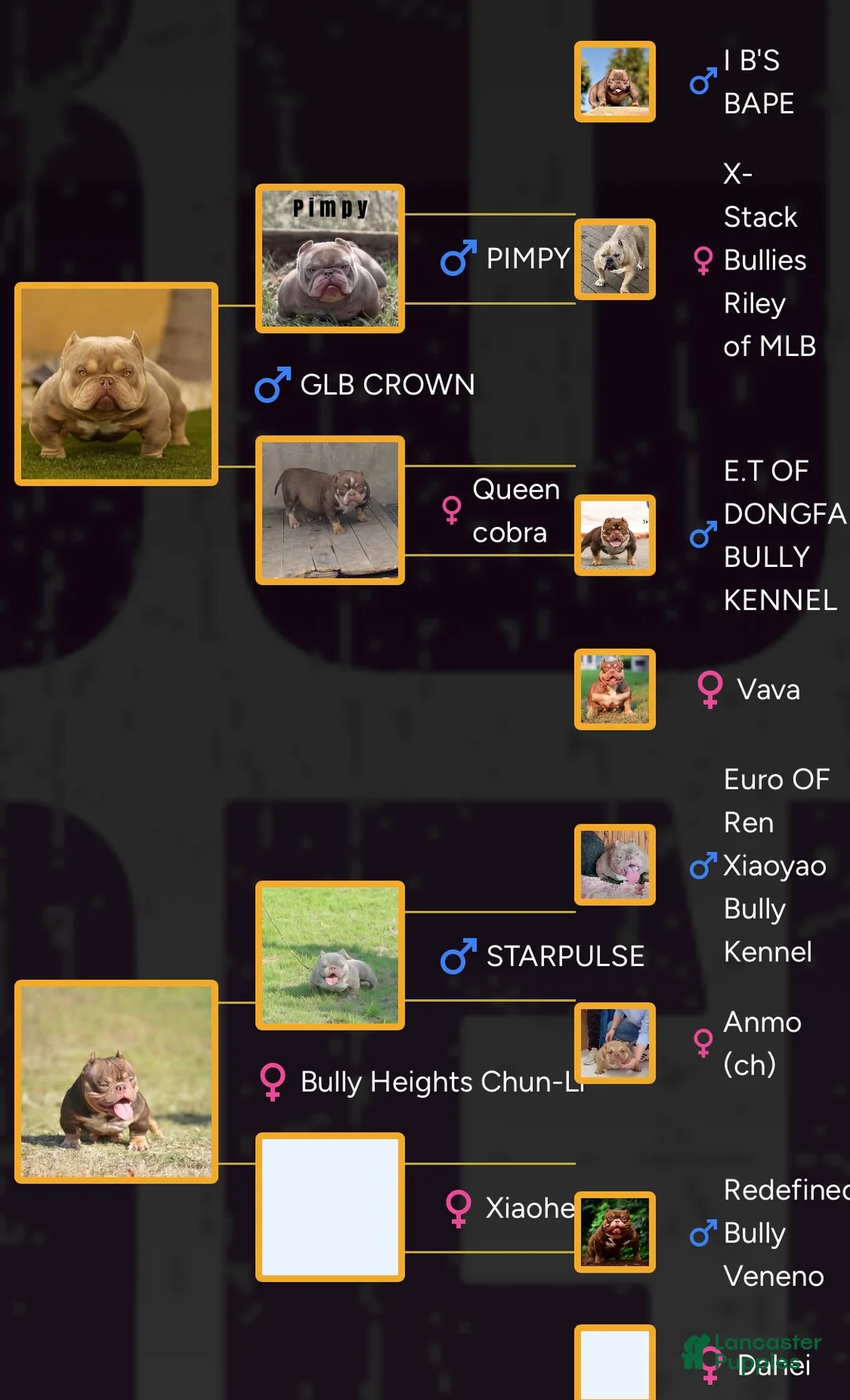 American Bully dogs for stud: Carnage - Ad 2