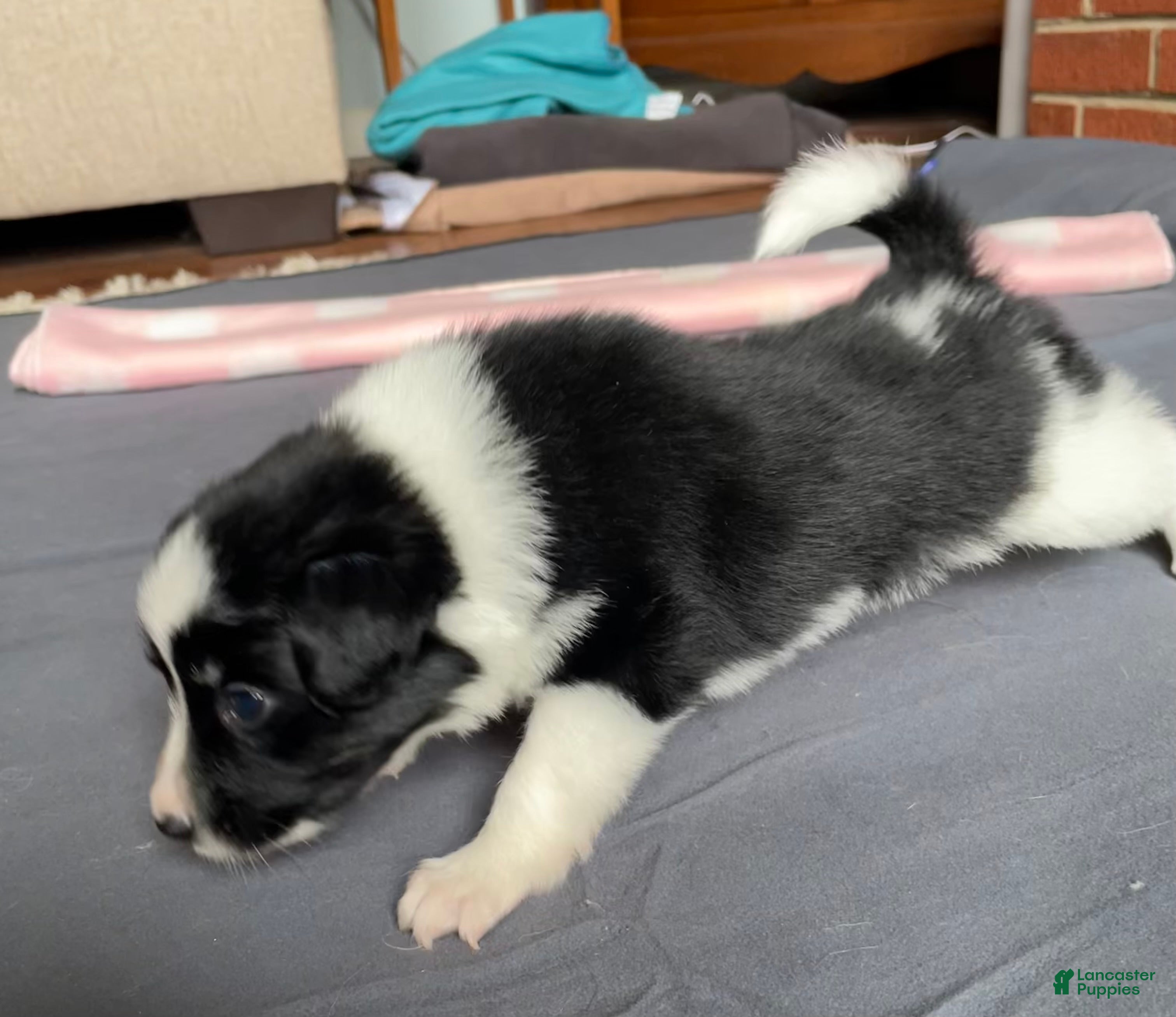 Mixed Breed dogs J - Female - Ad 2