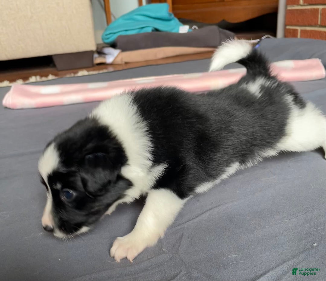 Mixed Breed dogs for sale: J - Female - Ad 1