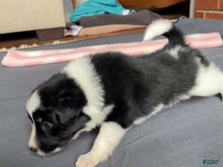 Mixed Breed dogs J - Female - Ad 4