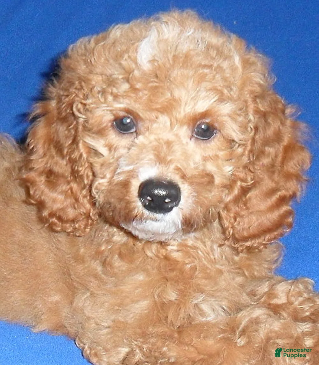 Cockapoo dogs for sale: Cooper - Ad 6
