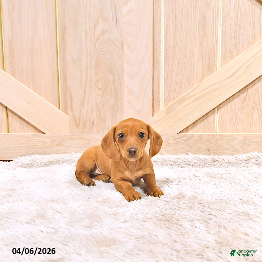Miniature Dachshund dogs Perdita - Ad 1