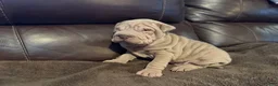 Shar Pei dogs for sale: Romeo - Ad 10