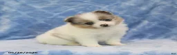 Pomeranian dogs for sale: Sheila - Ad 3
