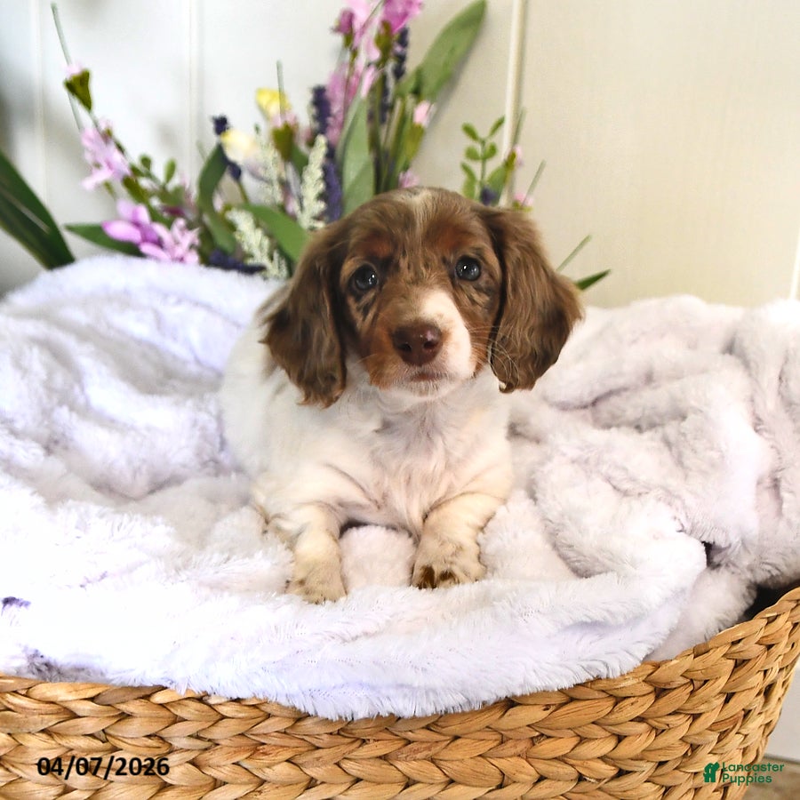 Miniature Dachshund dogs Dolly - Ad 1