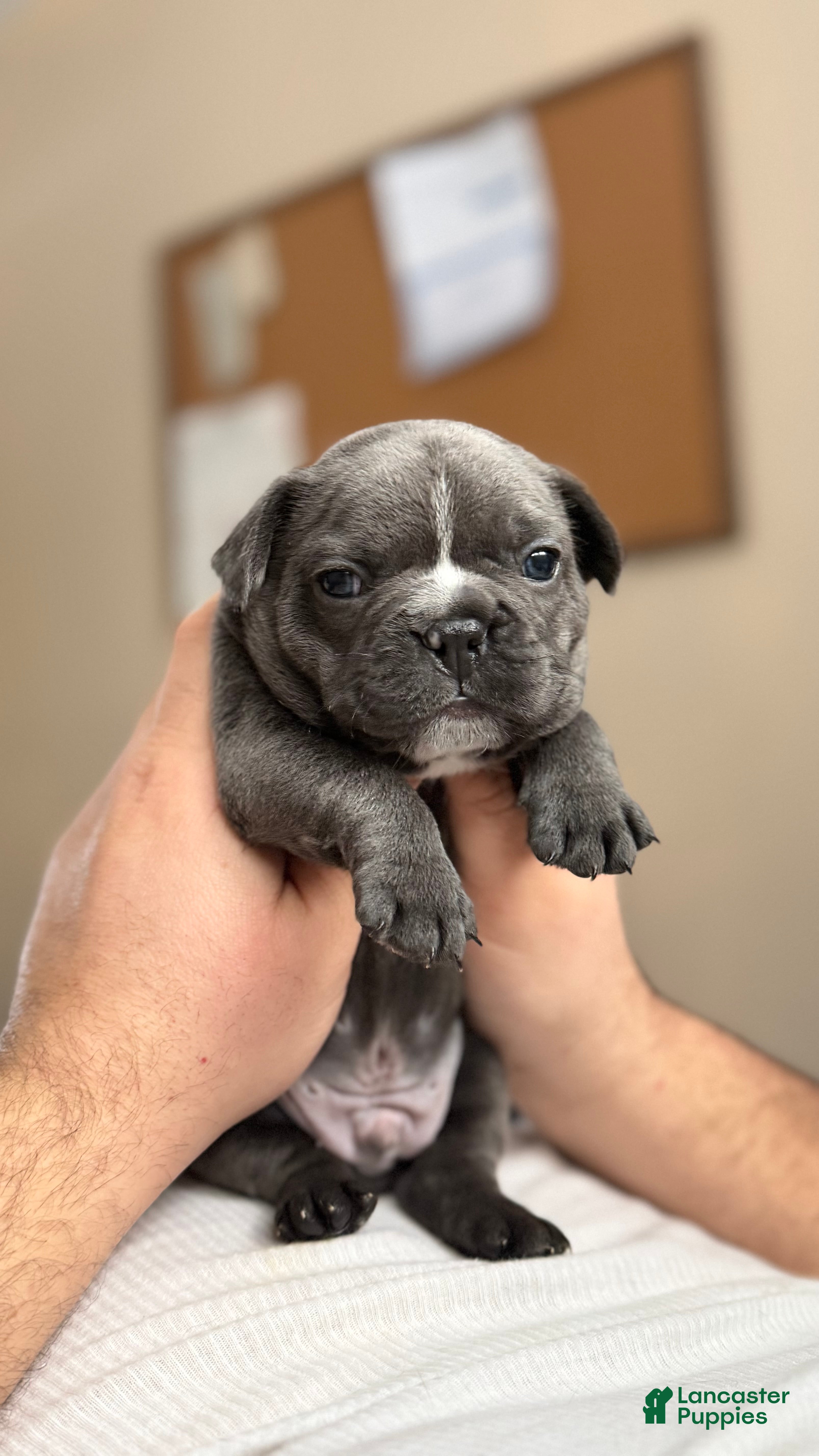 French Bulldog dogs for sale: Pepe Le Pew - Ad 2