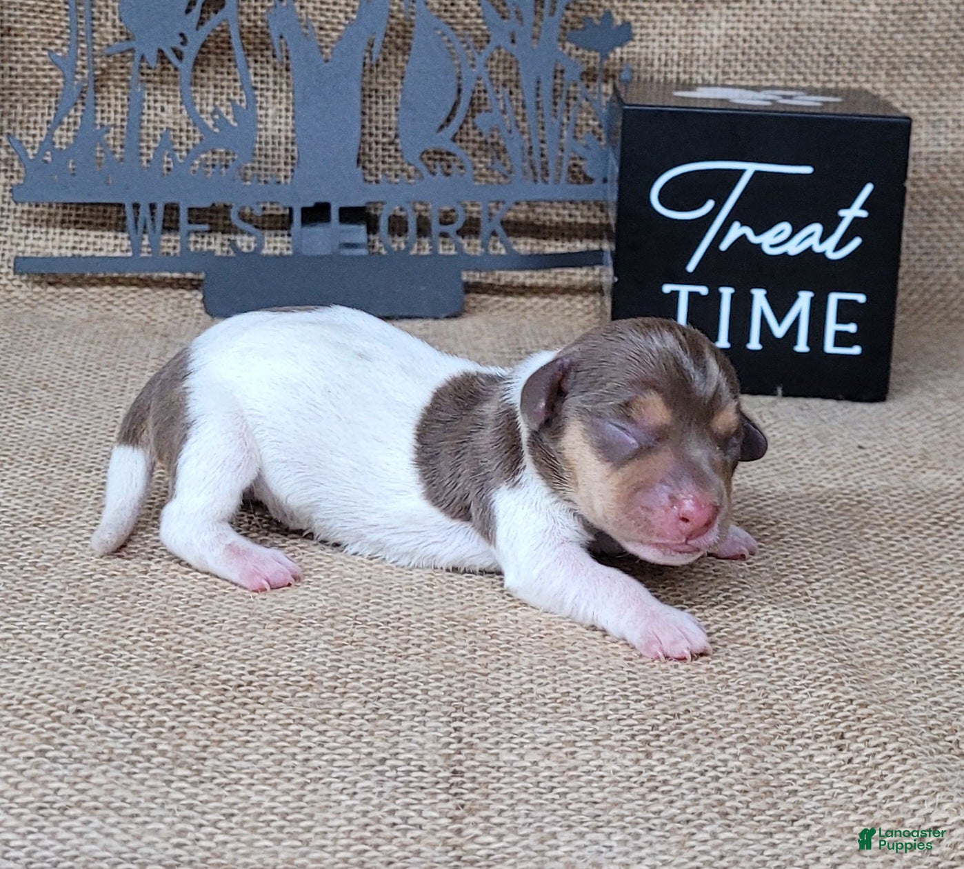 Miniature Dachshund dogs Chloe AKC *Delivery available* - Ad 2