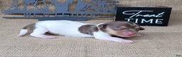 Miniature Dachshund dogs for sale: Chloe AKC *Delivery available* - Ad 1