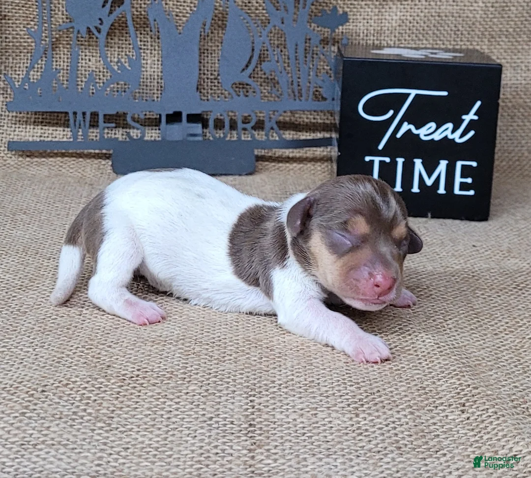 Miniature Dachshund dogs for sale: Chloe AKC *Delivery available* - Ad 1