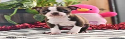 Boston Terrier dogs for sale: Jordan - Ad 4