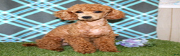 Miniature Poodle dogs for sale: XRay - Ad 5