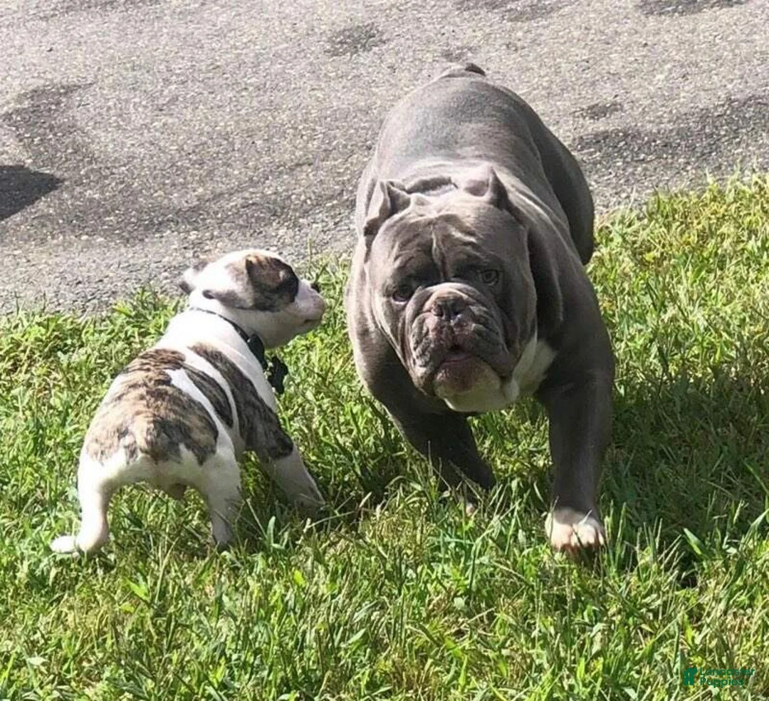 English Bulldog dogs for sale: English Bulldog 1 - Ad 3