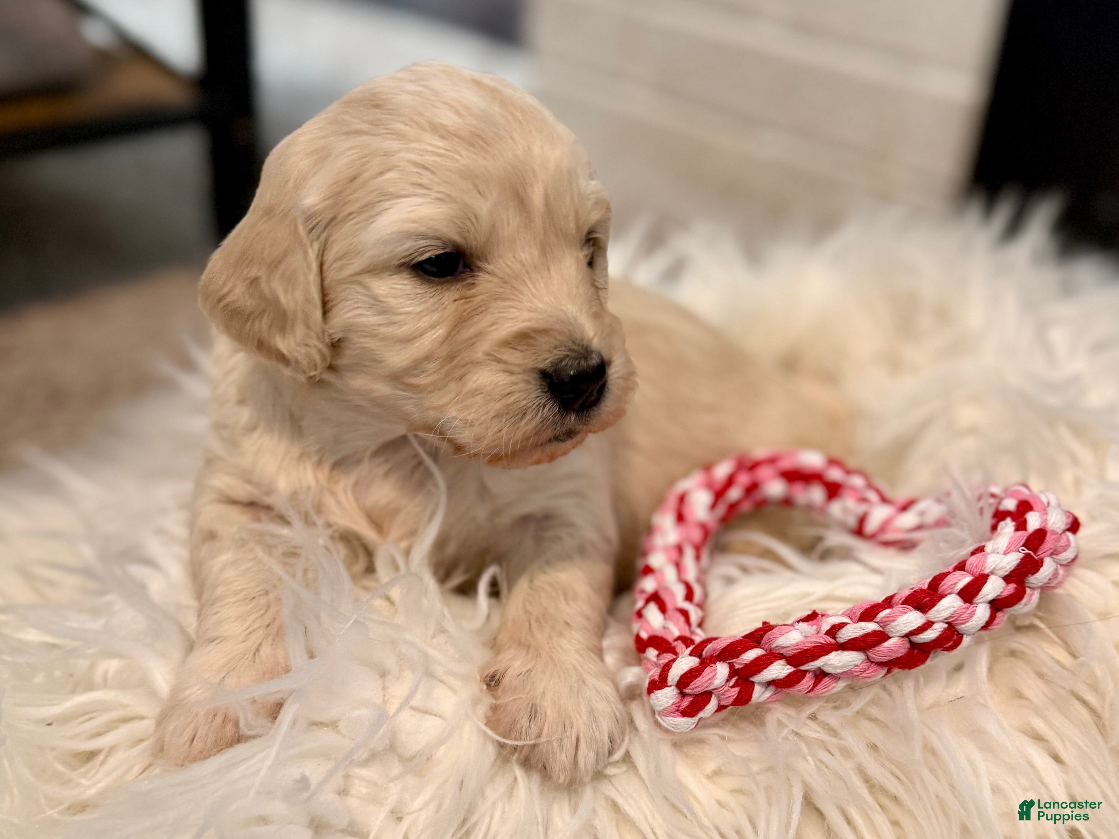 Mini Goldendoodle dogs Holly - Ad 37