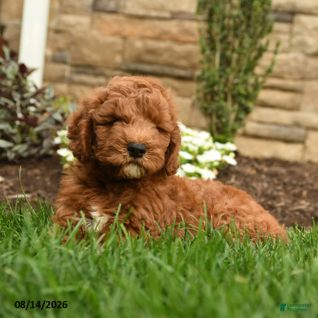 Mini Goldendoodle dogs for sale: Andy - Ad 3