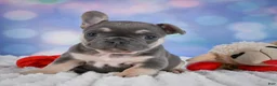 French Bulldog dogs for sale: Petunia - Ad 10