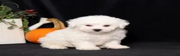 Bichon Frise dogs for sale: Little Luna - Ad 1