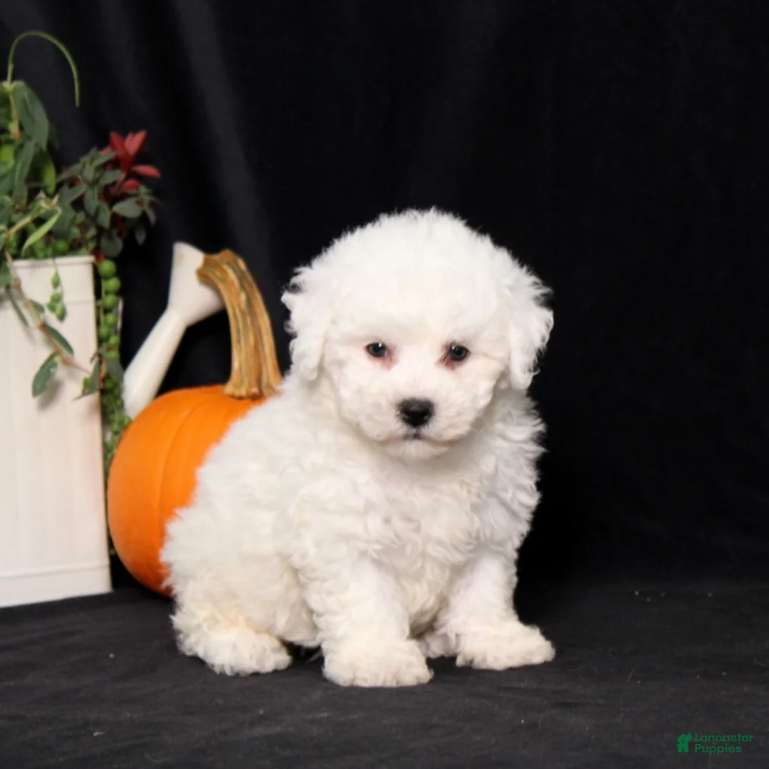 Bichon Frise dogs for sale: Little Luna - Ad 1