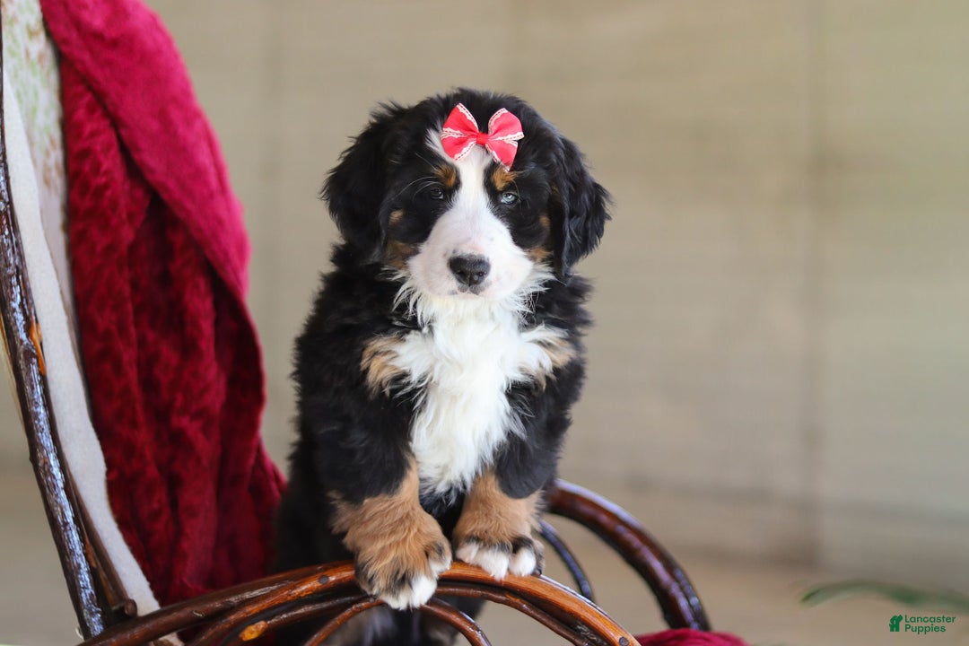 Bernese Mountain Dog dogs for sale: Bailey - Ad 10