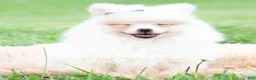 Pomeranian dogs for sale: Sophia - Ad 3