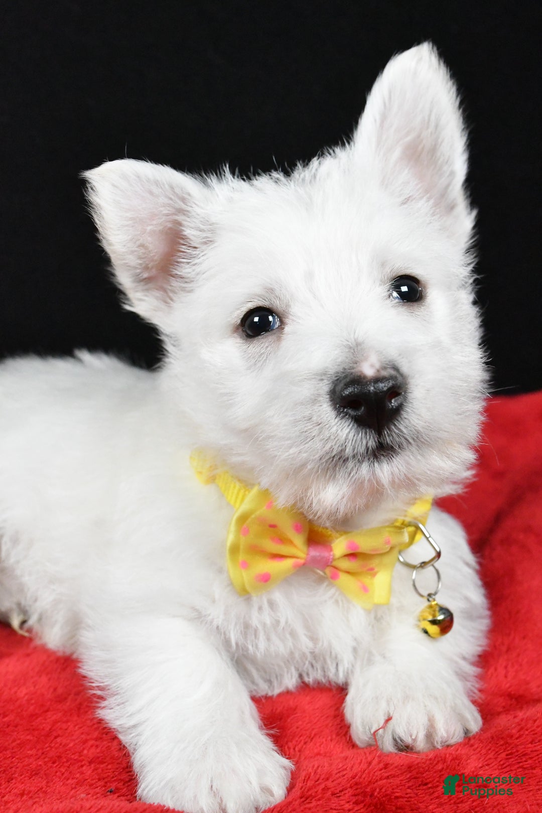 West Highland Terrier dogs for sale: Echo - Ad 5